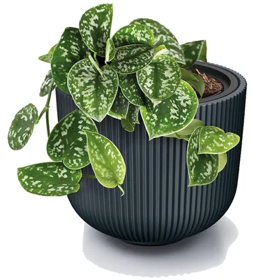 Produktbild von Prosperplast Blumentopf Übertopf Milly herausnehmbar Pflanzeinsatz Pflanzgefäß