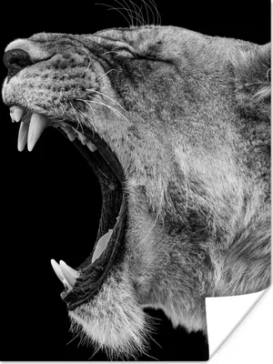 Produktbild von MuchoWow® Poster Tiere - Löwe - Schwarz - Weiß - Porträt 90x120 cm - Wohnzimmer