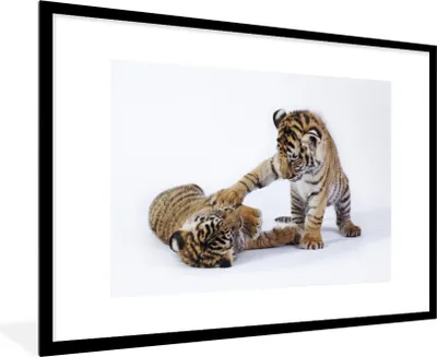 Produktbild von MuchoWow® Gerahmtes Poster Tiger - Jungtier - Weiß 90x60 cm - Poster mit Schwarzem Bilderrahmen Wandposter Rahmen Foto Bilder - Wanddekoration - Fotos