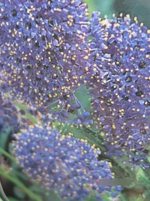 Produktbild von Ceanothus thyrsifolius Concha - Säckelblume Concha