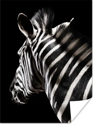 Produktbild von MuchoWow® Poster Zebra - Tier - Schwarz - Porträt 90x120 cm - Wohnzimmer
