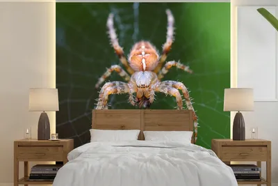 Produktbild von MuchoWow® Fototapete für Wohnzimmer oder Schlafzimmer Wandtapete Vinyl Motivtapete Porträt einer Spinne - 280x280 cm - Hintergrundbild
