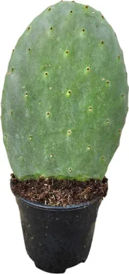 Zdjęcie produktu dla Kaktus Opuntia – 40 cm – średnica 17 cm