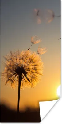 Produktbild von MuchoWow® Poster Löwenzahn - Sonne - Sonnenuntergang 20x40 cm - Plakat - Foto