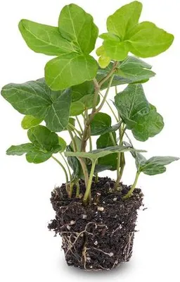 Produktbild von Hedera Helix – Gemeiner Efeu – Zimmerpflanze – Ø6 cm – Terrarienpflanze – Kletterpflanze mit dichtem Blattwuchs – Pflegeleicht & Winterhart
