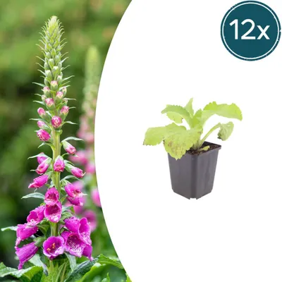 Zdjęcie produktu dla Digitalis purpurea | 12 sztuk - 10-25cm - Ø9cm - Roślina ogrodowa