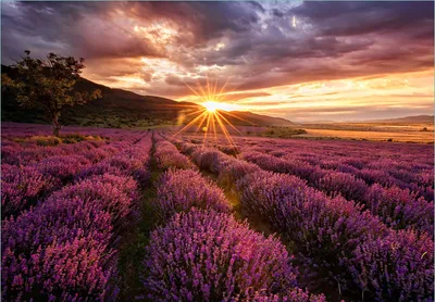 Produktbild von Wallario Fototapete Vliestapete, seidenmatte Oberfläche, einfache Verarbeitung, Größe 300 x 210 cm, Motiv Lavendelfeld bei Sonnenuntergang - Sonnenstrahlen