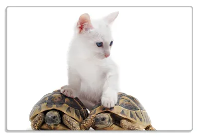 Produktbild von Wallario Frühstücksbrettchen aus Glas 20 x 30 cm mit rutschfesten Füßen, Motiv Katze auf Schildkröten