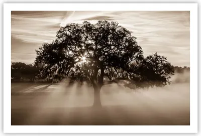 Produktbild von Poster - Poster ohne Rahmen - Baum Feld Natur - 91,5x61 cm - Wand Bild - Wanddeko - Wandbilder - Kunstposter - Wandposter - Bilder - Kunstdruck - Wanddekoration - Wandbild - P2XAA91x61-3811