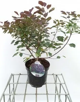Image de Cotinus cogg. 'Dusky Maiden'® - Arbuste à perruque 40- 50 cm Conteneur