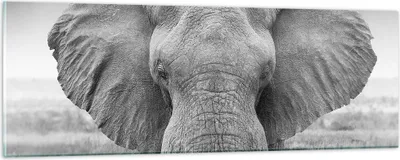 Produktbild von Bilder auf glas - Einteilig - Elefant Afrika Tier - 90x30cm - Glasbilder - Wandbilder - Bilder - zum Aufhängen bereit - Wanddekoration aus Glas - Glas Bilder - Wandbild auf Glas - GAB90x30-5072