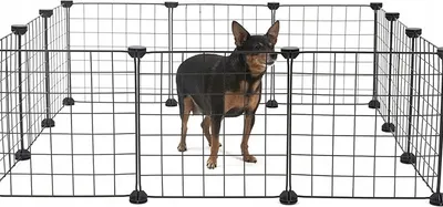 A small black dog stands inside a black wire dog crate.
