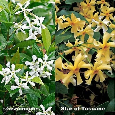 A split image showing two varieties of star jasmine plants with their respective names.
