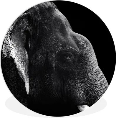 Produktbild von MuchoWow® Rundes Wandbild - Runde Bilder Tierprofil Elefant in Schwarz und Weiß Ø 60 cm Kreis Wanddekoration Kunststoff - Wandkreis - Wandschmuck - Wand Kreis - Das Schlafzimmer - Die Bilder - Wandmalerei - Kunst für das Haus - das Plastik