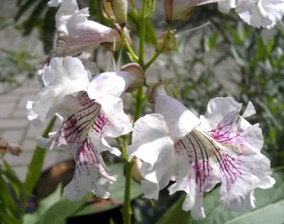 Produktbild von Chitalpa tashkentensis Summer Bells - Baumoleander - Trompetenbaum - 125-150cm