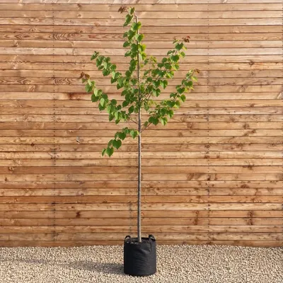 Produktbild von Amerikanischer Judasbaum Texas White 250-300 cm, Stammumfang 10-12 cm - Cercis canadensis Hochstamm
