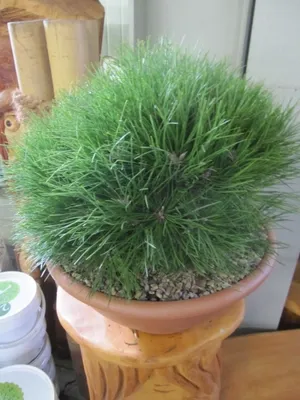 Produktbild von Pinus nigra Marie Bregeon - Zwerg-Schwarzkiefer Marie Bregeon 25-30