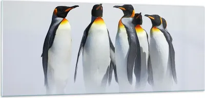 Produktbild von Bilder auf glas - Pinguine Winter Schnee Spaziergang - 100x40cm - Glasbilder - Wandbilder - Kunstdruck - Wanddekoration aus Glas - Glas Bilder - Wandbild auf Glas - GAB100x40-2893