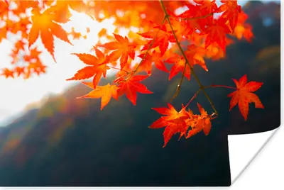 Produktbild von MuchoWow® Poster Herbstblätter in Japan 180x120 cm - Fotoplakat