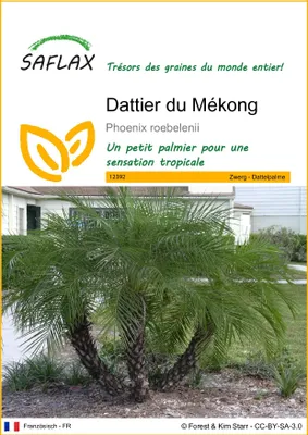 Image de SAFLAX  - Dattier du Mékong - 25 graines - Phoenix