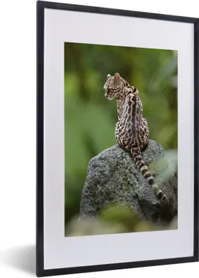 Produktbild von MuchoWow® MuchoWow® Gerahmtes Poster Baumkatze auf Stein 40x60 cm - Poster mit zchwarzem Bilderrahmen - Poster in Rahmen