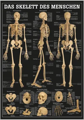 Produktbild von Das Skelett des Menschen Mini-Poster Anatomie 34x24 cm medizinische Lehrmittel