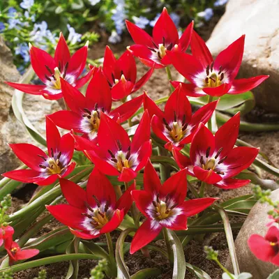 Image de Tulipes Bulbes de fleurs Fleurs Tulipe botanique Tiny Timo 5 pcs.
