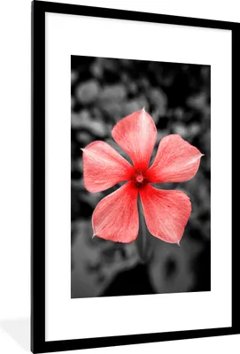 Produktbild von MuchoWow® MuchoWow® Gerahmtes Poster Blumen - Rot - Schwarz - Weiß 60x90 cm - Poster mit zchwarzem Bilderrahmen - Dekoration - Wandposter Wohnzimmer - Hochwertig