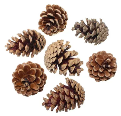 Produktbild von 1 kg Zapfen Schwarzkiefer Tannenzapfen ca. 5-8cm