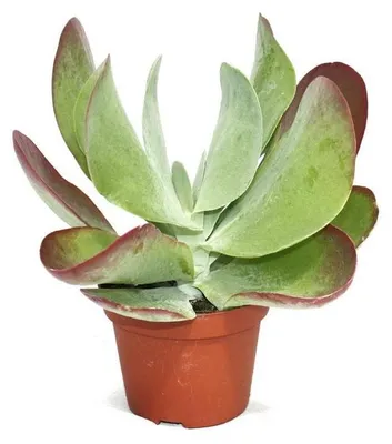 Zdjęcie produktu dla Kalanchoe thyrsiflora "Red Lips" - im 10,5cm Topf