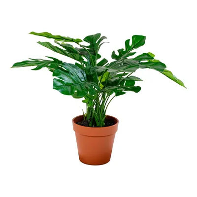 Produktbild von Monstera