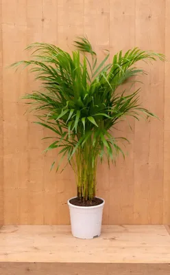 Productafbeelding van Areca Dypsis Goudpalm H80-100 cm potmaat 17 cm kamerplant Warentuin Natuurlijk