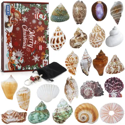 Produktbild von Adventskalender 2025: 24 Tage mit natürlichen Muscheln – Muschelsammlung