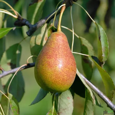 Produktbild von Birne Säule Aromaspur Gelb / Rot oder grün, Säulenobst Varianten:Birne Säule Gelb/Rot