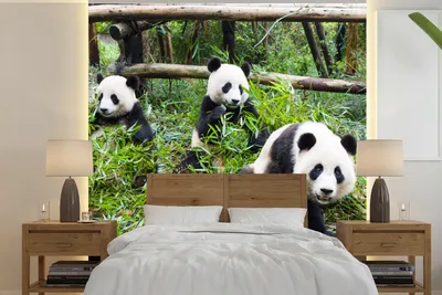 Produktbild von MuchoWow® Fototapete für Wohnzimmer oder Schlafzimmer Wandtapete Vinyl Motivtapete Pandas - Bambus - Blätter - 260x260 cm - Papiertapeten