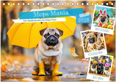 Produktbild von Mops-Mania - Der Spaßkalender für Mops-Fans (Tischkalender 2026 DIN A5 quer), CALVENDO Monatskalender