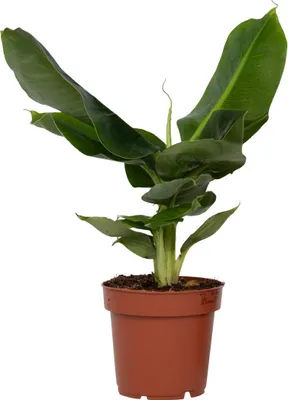 Zdjęcie produktu dla Roślina Bananowa - Musa 'Oriental Dwarf' - Wysokość 25-40cm - Pot 12cm