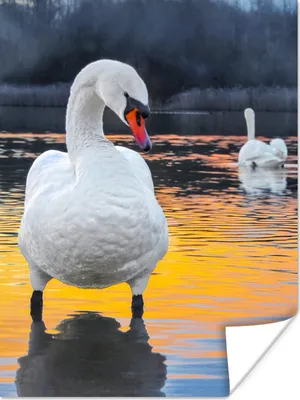 Produktbild von MuchoWow® Poster Schwan - Vogel - Sonnenuntergang - Wasser 30x40 cm - Wandplakat - Poster Kinderzimmer