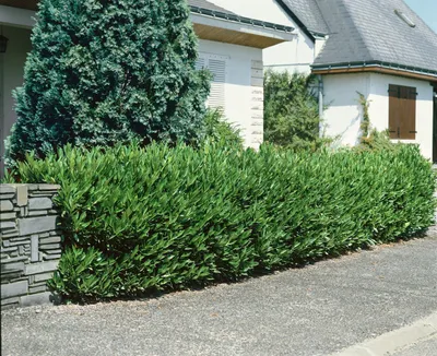 Produktbild von Prunus laurocerasus 'Otto Luyken', Kirschlorbeer, immergrün, 15–20 cm