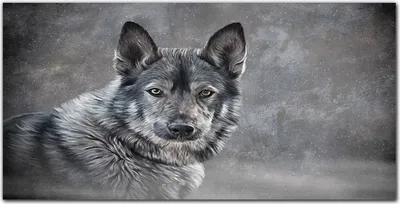 Produktbild von Coloray Bild aus Acryl 100 cm x 50 cm - Wanddekoration Küche Acrylblock mit Bild Dekoration Wohnzimmer Gehärtetes Acryl - Winter Schnee Wolf Haustierhund