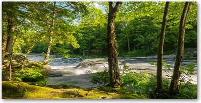 Produktbild von Foto Bild gehärtetes Glas Fluss im Wald 140x70