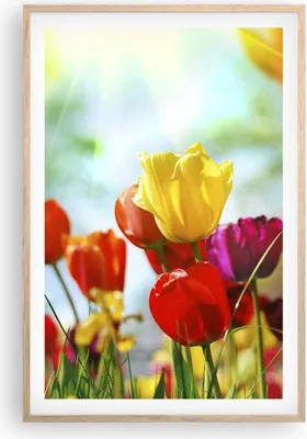 Produktbild von Gerahmtes Poster - Rahmen in heller Eiche - Tulpe Blume Plantage Wiese - 61x91,5 cm - Wand Bild - Wanddeko - Wandbilder - Wandposter - Bilderrahmen - Bilder - Kunstdruck - Wandbild - P2NPA61x91-2566