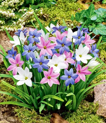 Produktbild von BALDUR Garten 15er Frühlingsstern-Farbtrio, Zwiebeln mit Umfang 4 cm, Ipheion uniflorum, Sternblume, Blumenzwiebeln, winterhart, pflegeleicht, blühend, duftende Blumenzwiebel