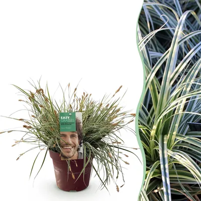 Produktbild von GreenboutiQ - Ziergräser - Carex oshimensis Everest - Weiß und Grün - 1 Pflanze - Immergrün - Winterhart - Topf 17cm Höhe 50cm