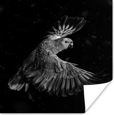 Produktbild von MuchoWow® Poster Fliegender Papagei mit goldenen Federn auf einem schwarzen Hintergrund - schwarz und weiß 50x50 cm - Wohnzimmerdekoration