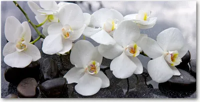 Produktbild von Tulup® Glas-Bild - 100x50 -Wandkunst - Wandbild hinter gehärtetem Sicherheitsglas  - Blumen & Pflanzen - Orchidee - Weiß