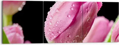 Produktbild von Bild auf Leinwand - Leinwandbild - Tulpe Blumen Tau - 150x50cm - Wand Bild - Wanddeko - Wandbilder - Leinwanddruck - Bilder - Kunstdruck - Wanddekoration - Leinwand bilder - Wandkunst - CA150x50-2483