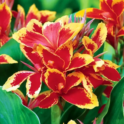 Image de Canna Kanna Paciorecznik Lucifer 1 pièce plants de canna kanna plant