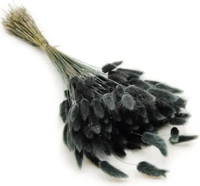 Produktbild von Getrocknete Hasenschwanzgras - (Lagurus) - Schwarz