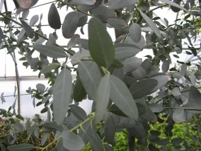 Produktbild von Eucalyptus gunnii - Mostgummi-Eukalyptus - Eukalyptusbaum - 80-100 cm